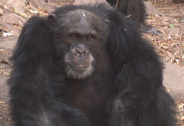 chimpanzés d'Afrique de l'Ouest